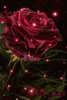 Rose Flower GIF - Rose Flower Red GIFs