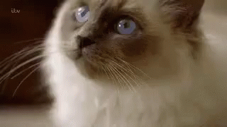 Curiosa Gatinha GIF - Curious Cat GIFs