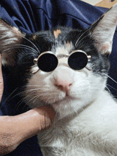 a calico cat wearing sunglasses is being held by someone