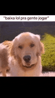 a close up of a dog 's face with a caption that says `` baixa lol pra gente jogar '' .