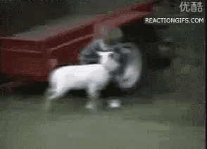a man is holding a white sheep in front of a red tractor .