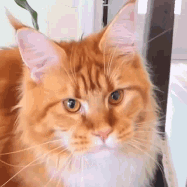 Orange Cat Cat GIF - Orange Cat Cat Big Cat GIFs