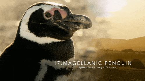 a magellanic penguin is shown in a poster