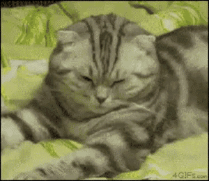 a cat is laying on a bed with its eyes closed and the website 4gifs.com is visible in the corner
