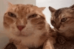 two cats are looking at each other while sitting on a couch .