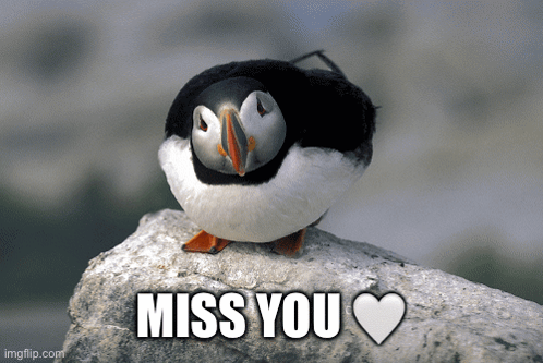 Puffin Miss You GIF - Puffin Miss You GIFs