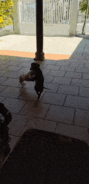 two dogs playing on a tiled floor in front of a fence