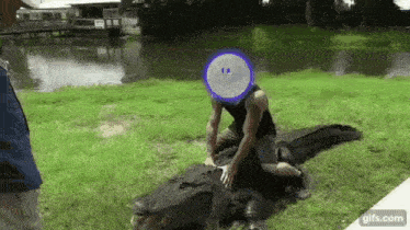 a man is sitting on top of a large alligator in the grass .