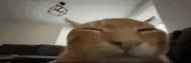 a close up of a cat sleeping on a table in a living room .