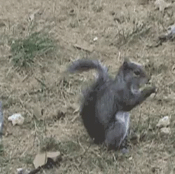 Squirrel Eating GIF - Squirrel Eating Fall GIFs
