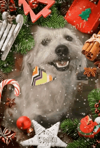 Merry Christmas Dog GIF - Merry Christmas Dog GIFs
