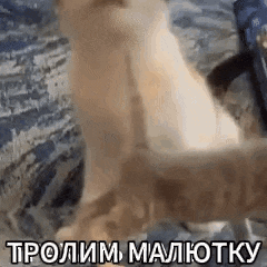 a cat is sitting on a bed with a foreign language written on the bottom of it .