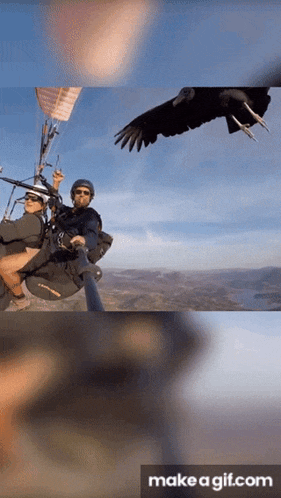 a man is flying a parachute with a bird behind him
