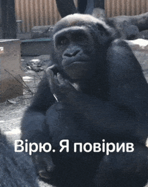 a gorilla is sitting on a rock with a caption in foreign language