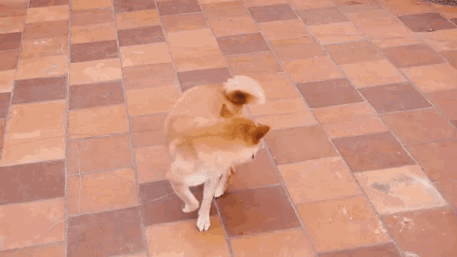 Shaobing Dogs GIF - Shaobing Dogs Chase Tail GIFs