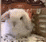 a small white rabbit is sitting in a cage .