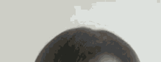 a close up of a person 's head with a white wall in the background .