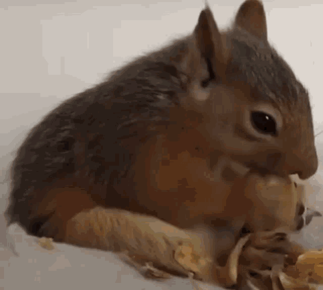 Squirrel Nut GIF - Squirrel Nut Fall GIFs