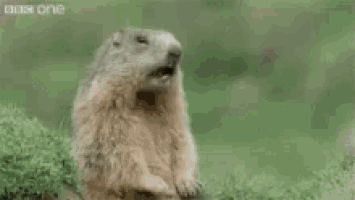 a pookie pookie is standing in the grass and says hey !