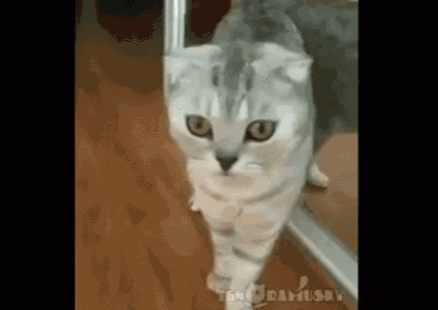 a cat is looking at itself in a mirror .