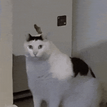 Cat Meme GIF - Cat Meme Huh GIFs
