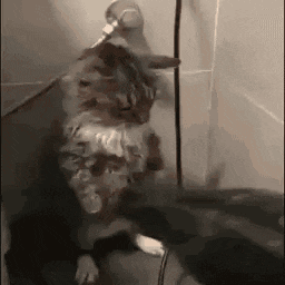 a cat is playing with a mouse in a bathtub while wearing headphones .
