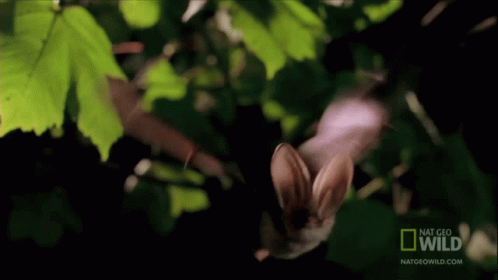 Waving Wings Worlds Weirdest GIF - Waving Wings Worlds Weirdest Bat Appreciation Day GIFs