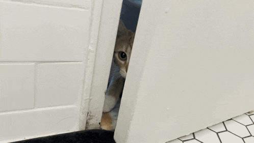Cat Pawing GIF - Cat Pawing Let Me In GIFs
