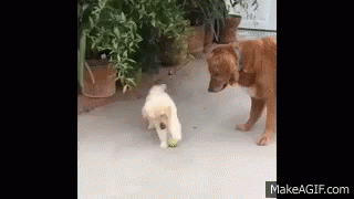 Puppy Distracted GIF - Puppy Distracted Easily GIFs