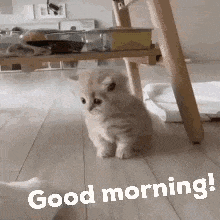 a kitten is standing on a wooden floor with the words `` good morning '' written below it .