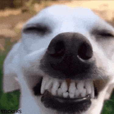 a close up of a dog 's mouth with the word stickers visible