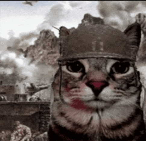 a cat wearing a military helmet is looking at the camera