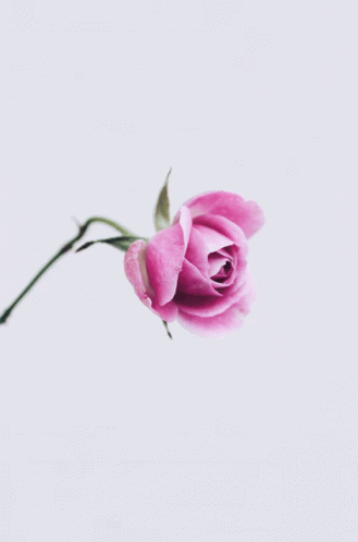 Simple Beauty GIF - Simple Beauty GIFs