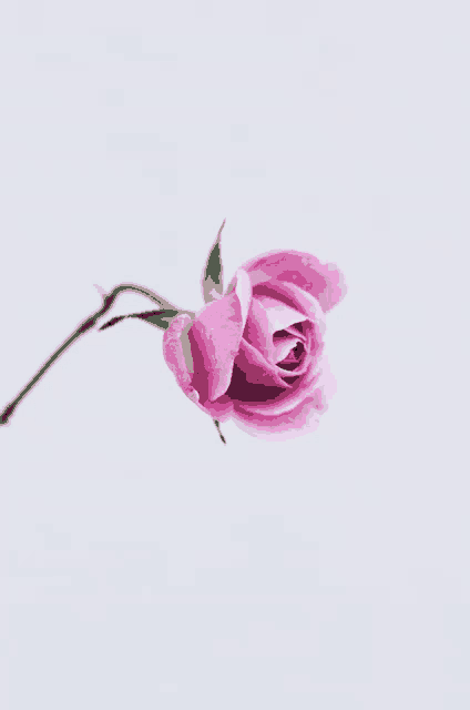 a pink rose with a green stem on a white background