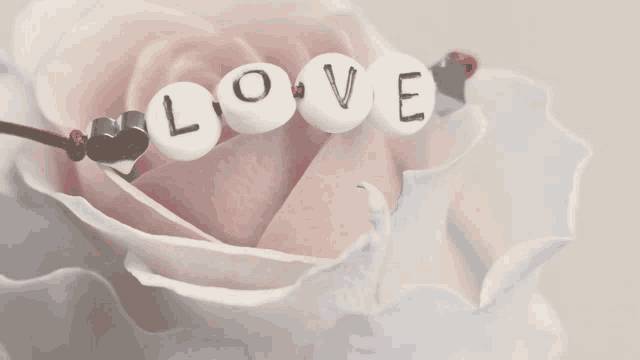 a pink rose with a bracelet that says love