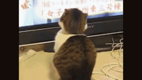 Cat GIF - Cat Watching Tv GIFs