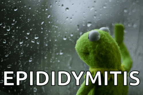 a kermit the frog is looking out a window with the words epididymitis written below him