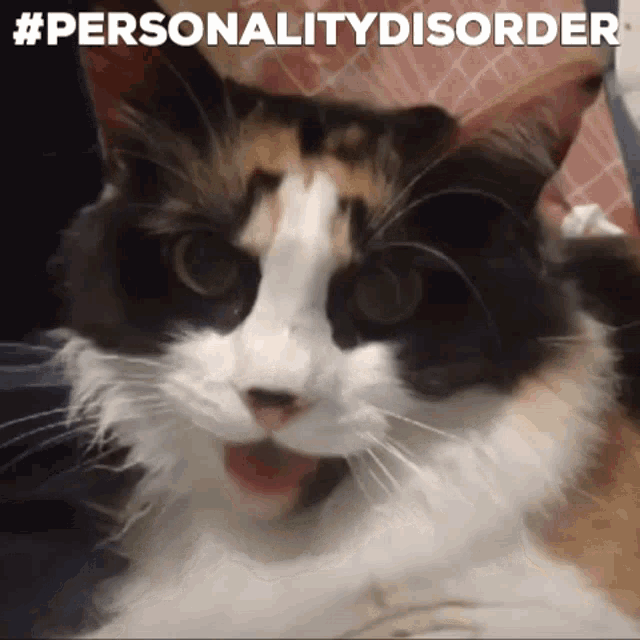 Personalitydisorder Cat Personality Disorder GIF - Personalitydisorder Cat Personality Disorder Cat Disorder GIFs