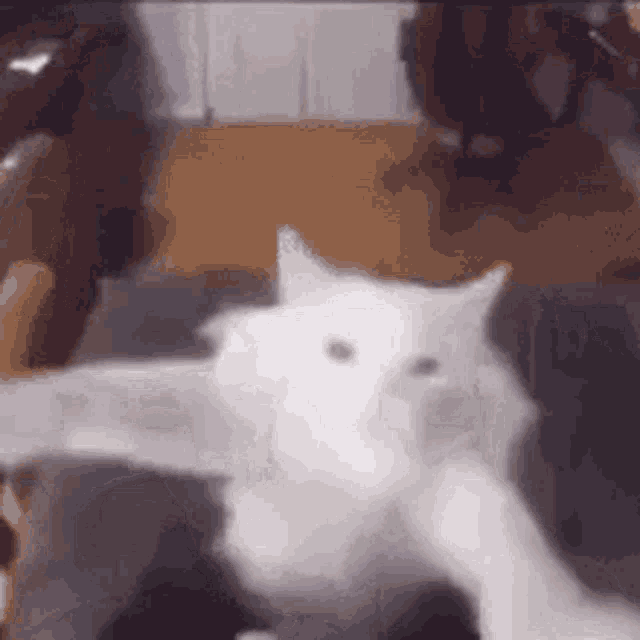 Dane Cat GIF - Dane Cat GIFs