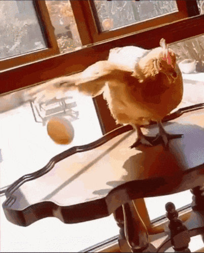 a chicken is standing on a table in front of a window with an egg in the background