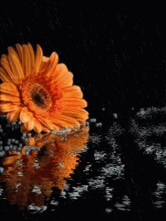 Saffron Flower GIF