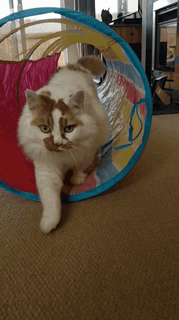 a cat is walking through a colorful tunnel on the floor