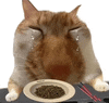 a cat is crying while sitting at a table with a bowl of food .