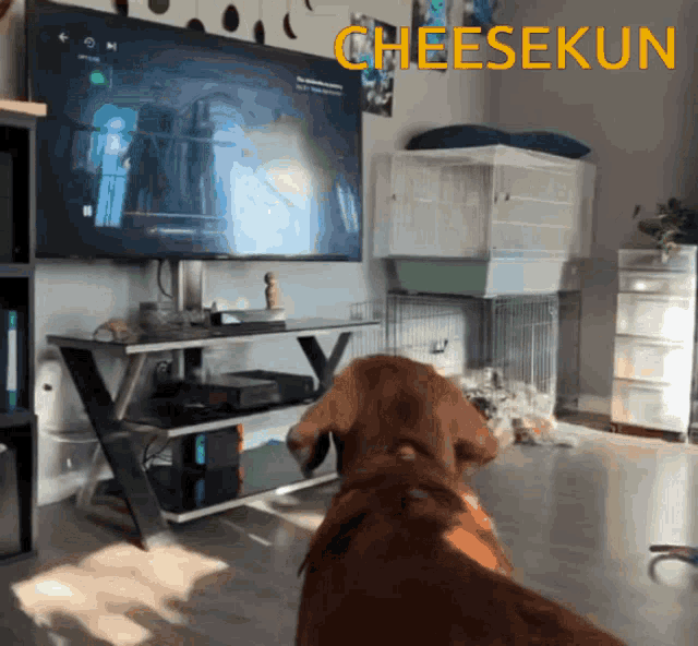 Cheesekun Decube GIF - Cheesekun Decube Cheeeeeese GIFs