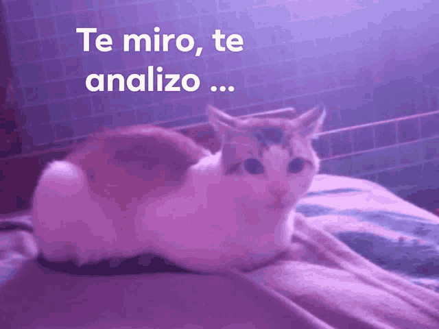 a cat laying on a bed with the words te miro te analizo written above it