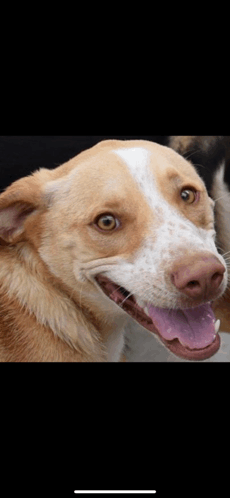 a close up of a dog with its tongue hanging out