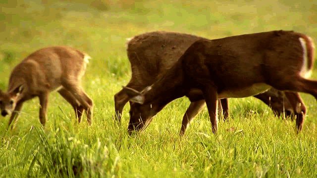 White Tail Deer Therian GIF