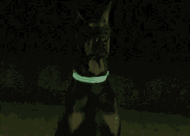 a dog wearing a green glowing collar looks at the camera