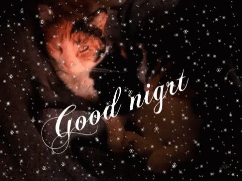 Good Night Cat GIF - Good Night Cat Cute GIFs