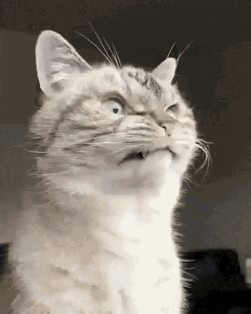 Cat Angry Cat GIF - Cat Angry Cat Mad Cat GIFs